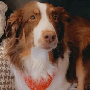 Meet your Posher, Josie